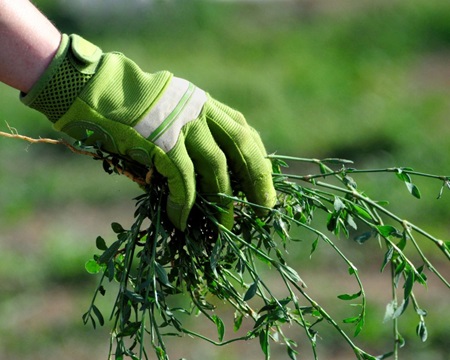 Środki chwastobójcze